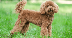 Poodle: Tudo o Que Você Precisa Saber Sobre Essa Raça Inteligente e Afetuosa