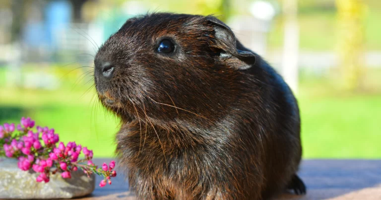 10 Cuidados Essenciais para o porquinho da índia