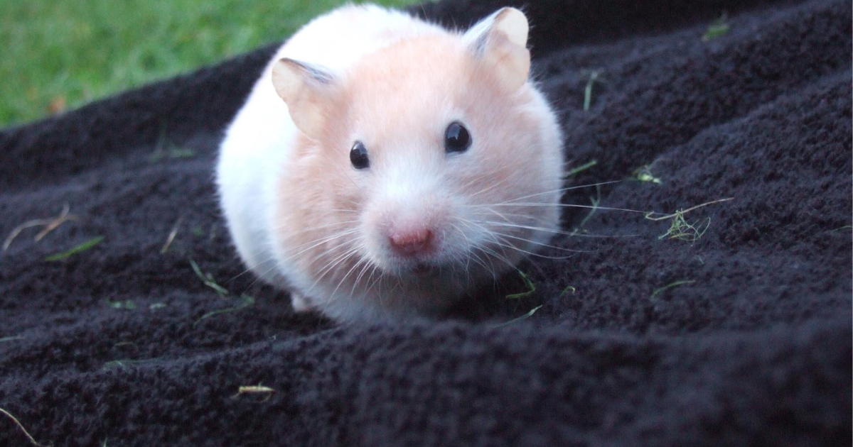 10 Curiosidades Fascinantes Sobre Hamsters