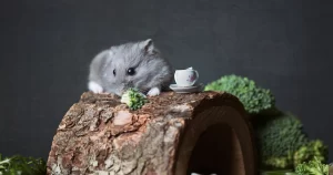 10 Curiosidades Fascinantes Sobre O Hamster Chinês