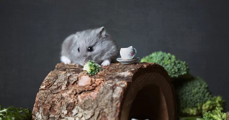 10 Curiosidades Fascinantes Sobre O Hamster Chinês