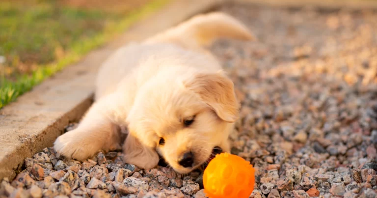 5-brinquedos-para-cachorro-essenciais-bem-estar-animal