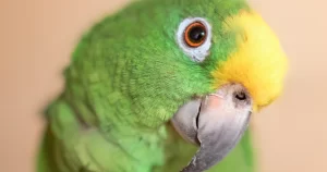 5-fatos-surpreendentes-sobre-o-papagaio!
