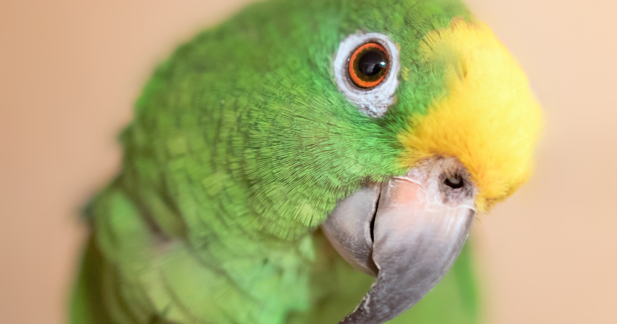 5-fatos-surpreendentes-sobre-o-papagaio!