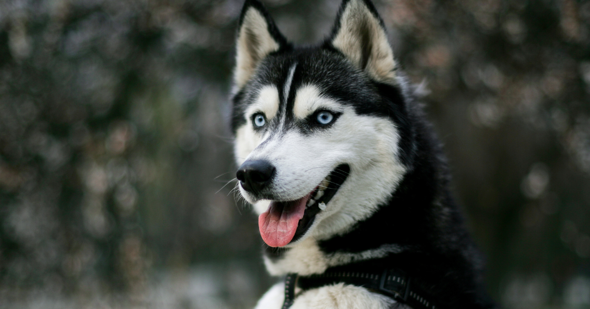 7 Curiosidades Fascinantes Sobre o Husky Siberiano
