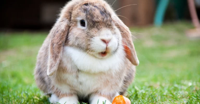 10 Curiosidades Fascinantes Sobre Coelhos