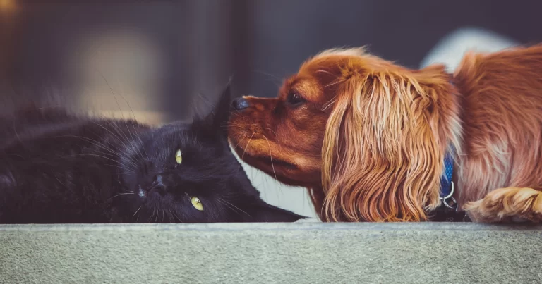 7-beneficios-do-hemolitan-gold-para-o-seu-pet