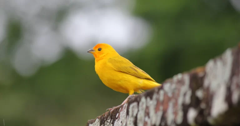 Canarinho Belga Conquista Corações Com Seu Canto Mágico