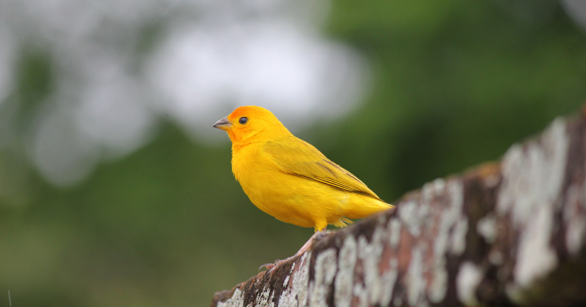 Canarinho Belga Conquista Corações Com Seu Canto Mágico