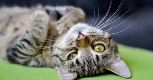 Como Saber se o Gato Está com Febre: 7 Sinais Infalíveis