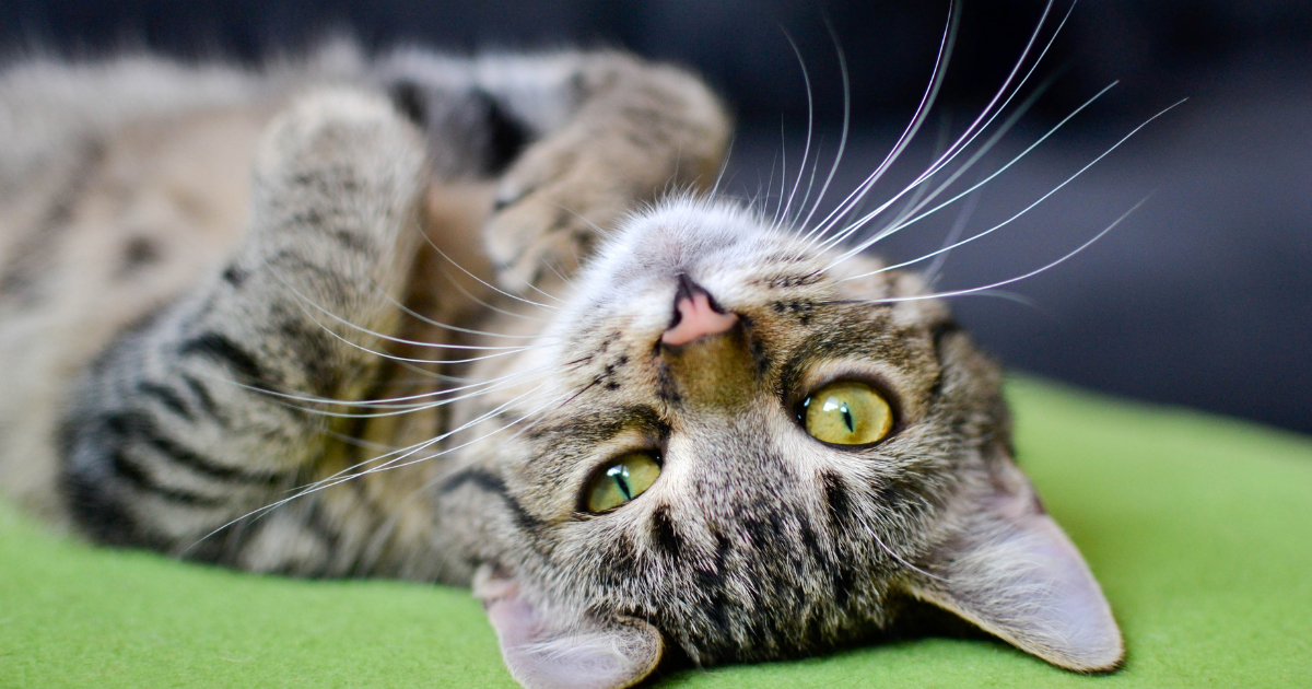 Como Saber se o Gato Está com Febre: 7 Sinais Infalíveis