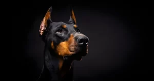 Doberman: Tudo Sobre Esta Raça Impressionante