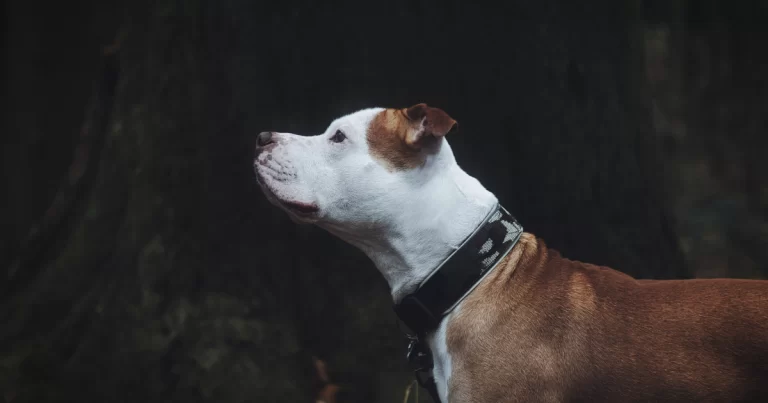 Pit Bull segredos da raça e cuidados essenciais