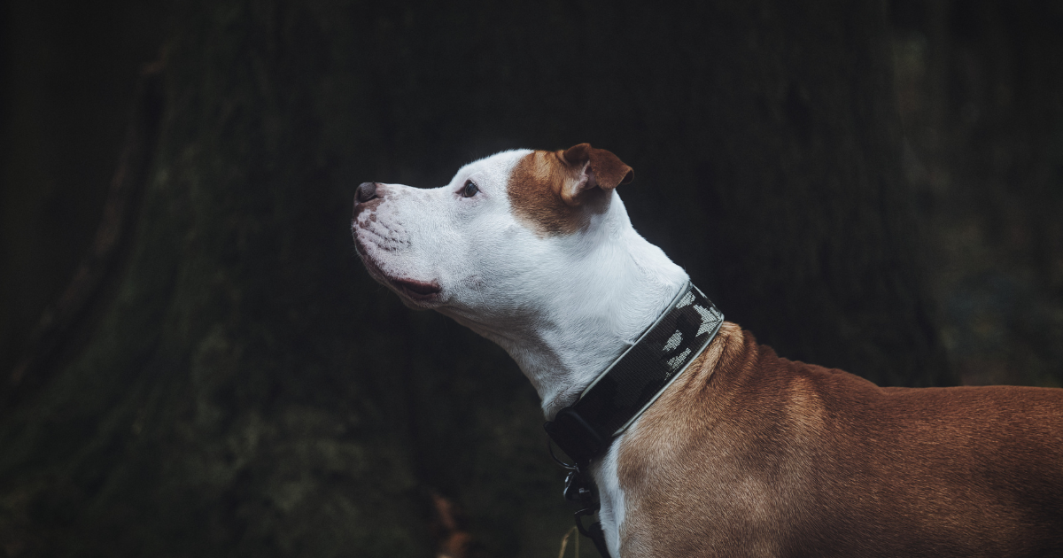 Pit Bull segredos da raça e cuidados essenciais