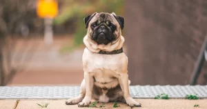 Pug guia essencial para quem ama ou quer ter um