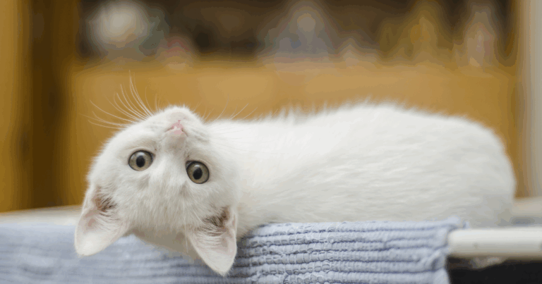 Ronronar é o Código Secreto dos Gatos, Entenda o Motivo